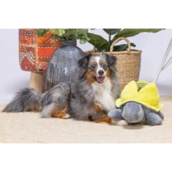 Beeztees Hide And Seek Schildo 6 Beeztees Hide And Seek Schildo -Tierfreunde Günstiges Geschäft beeztees hide and seek schildo 221787 0500 none