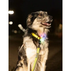 Beeztees Safety Gear Parinca Premium Halsband -Tierfreunde Günstiges Geschäft beeztees safety gear parinca premium halsband 215003 0500 none