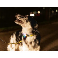 Beeztees Safety Gear Parinca Premium Hundeleine -Tierfreunde Günstiges Geschäft beeztees safety gear parinca premium hondenriem 215048 0500 none