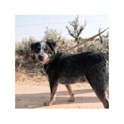 Carhartt Journeyman Leash -Tierfreunde Günstiges Geschäft carhartt journeyman leash 187047 0500 none