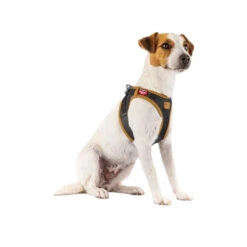 Curli Vegan Apple Leather Geschirr -Tierfreunde Günstiges Geschäft curli harnas vegan appelleer 216631 0500 none