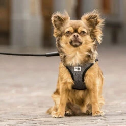 Curli Vest Harness Merino -Tierfreunde Günstiges Geschäft curli vest harness merino black 175270 0500 none