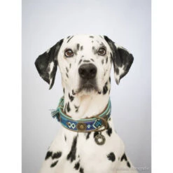 DWAM Halsband Boho Juan -Tierfreunde Günstiges Geschäft dwam halsband boho juan 132080 0500 none