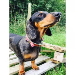 DWAM Halsband Boho Rosa -Tierfreunde Günstiges Geschäft dwam halsband boho rosa 132071 0500 none