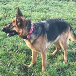 DWAM Halsband Boho Rosa -Tierfreunde Günstiges Geschäft dwam halsband boho rosa 133652 0500 none