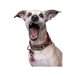 DWAM Halsband Lou Lou -Tierfreunde Günstiges Geschäft dwam halsband lou lou 182182 0500 none