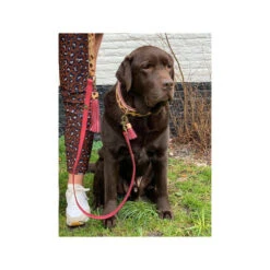 DWAM Halsband Lou Lou -Tierfreunde Günstiges Geschäft dwam halsband lou lou 182185 0500 none