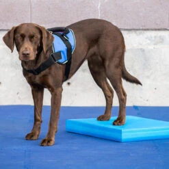 FitPAWS Balance Pad -Tierfreunde Günstiges Geschäft fitpaws balance pad 176128 0500 none