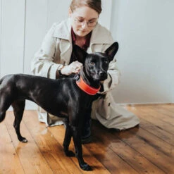 Hunter Halsband Divo -Tierfreunde Günstiges Geschäft hunter halsband divo 208013 0500 none