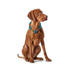 Hunter Halsband Oss -Tierfreunde Günstiges Geschäft hunter halsband oss 116343 0500 none