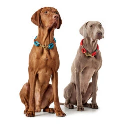 Hunter Halsband Oss -Tierfreunde Günstiges Geschäft hunter halsband oss 146099 0500 none