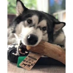 I&I Pet Supplies Kaffeebaum Kauwurzel -Tierfreunde Günstiges Geschäft ii pet supplies koffieboom kauw wortel 129623 0500 none