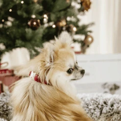 Kentucky Dogwear Corduroy Hundehalsband -Tierfreunde Günstiges Geschäft kentucky dogwear corduroy hondenhalsband 219200 0500 none