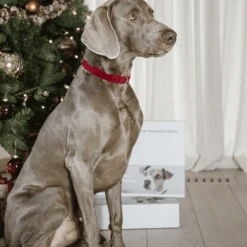 Kentucky Dogwear Corduroy Hundehalsband -Tierfreunde Günstiges Geschäft kentucky dogwear corduroy hondenhalsband 219201 0500 none