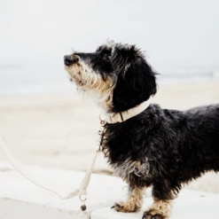 Kentucky Dogwear Hundehalsband Wool -Tierfreunde Günstiges Geschäft kentucky dogwear hondenhalsband wool 219704 0500 none