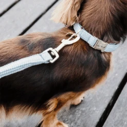 Kentucky Dogwear Hundehalsband Wool -Tierfreunde Günstiges Geschäft kentucky dogwear hondenhalsband wool 219707 0500 none