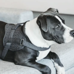 Kentucky Dogwear Hundegeschirr Body Safe Wool -Tierfreunde Günstiges Geschäft kentucky dogwear hondenharnas body safe wool 219215 0500 none