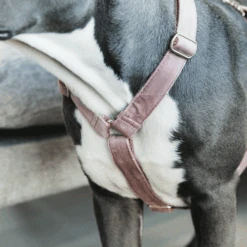 Kentucky Dogwear Hundegeschirr Velvet Loop -Tierfreunde Günstiges Geschäft kentucky dogwear hondenharnas velvet loop 219284 0500 none