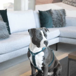 Kentucky Dogwear Hundegeschirr Velvet Loop -Tierfreunde Günstiges Geschäft kentucky dogwear hondenharnas velvet loop 219293 0500 none