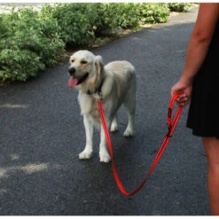 KONG Adjustable Leash -Tierfreunde Günstiges Geschäft kong adjustable leash zwart 176938 0500 none