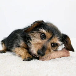 KONG ChewStix Ultra Stick -Tierfreunde Günstiges Geschäft kong chewstix ultra stick 180856 0500 none