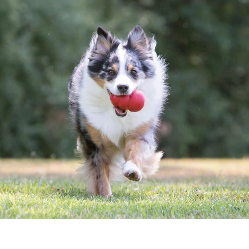 KONG Classic 2 KONG Classic – Bild 2