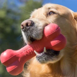 KONG Goodie Bone -Tierfreunde Günstiges Geschäft kong goodie bone 194186 0500 none