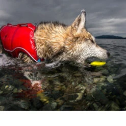 Kurgo Skipping Stones 11 Kurgo Skipping Stones -Tierfreunde Günstiges Geschäft kurgo skipping stones 99608 0500 none