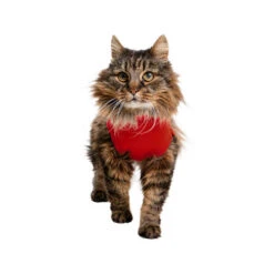 Medical Pet Shirt Katze 5 Medical Pet Shirt Katze -Tierfreunde Günstiges Geschäft medical pet shirt kat 167404 0500 none