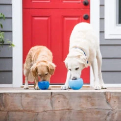 Planet Dog Orbee-Tuff Lil’ Snoop Toy 19 Planet Dog Orbee-Tuff Lil’ Snoop Toy -Tierfreunde Günstiges Geschäft orbee tuff lil snoop toy 203408 0500 none