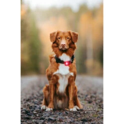 Orbiloc Dog Dual Safety Light 20 Orbiloc Dog Dual Safety Light -Tierfreunde Günstiges Geschäft orbiloc led veiligheidslamp 188108 0500 none