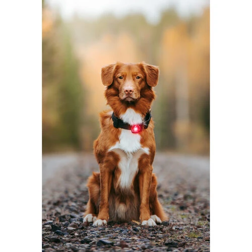 Orbiloc Dog Dual Safety Light 5 Orbiloc Dog Dual Safety Light – Bild 5