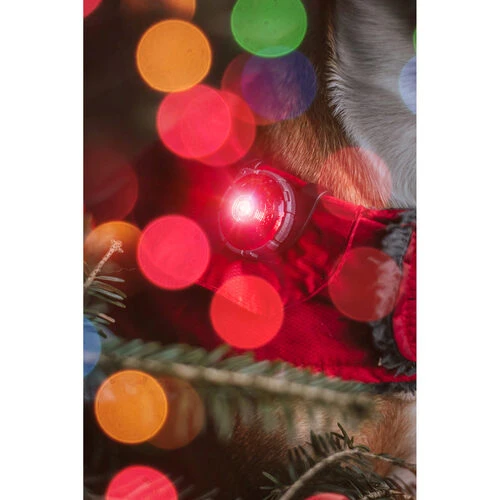 Orbiloc Dog Dual Safety Light 2 Orbiloc Dog Dual Safety Light – Bild 2