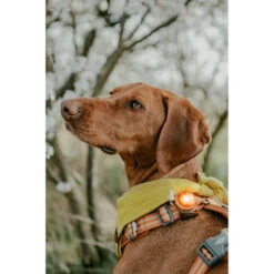 Orbiloc Dog Dual Safety Light 19 Orbiloc Dog Dual Safety Light -Tierfreunde Günstiges Geschäft orbiloc led veiligheidslamp 188115 0500 none