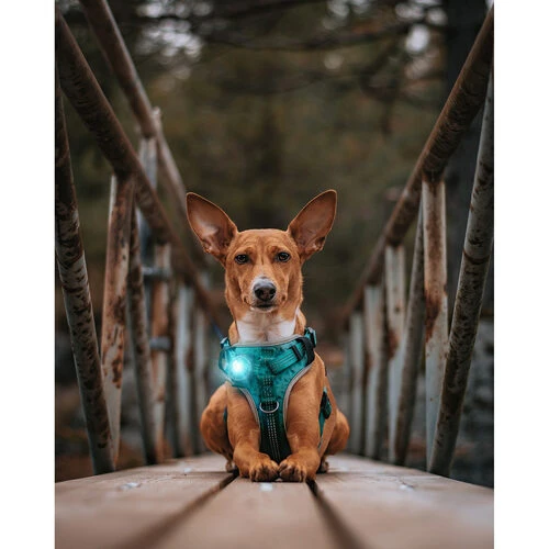 Orbiloc Dog Dual Safety Light 6 Orbiloc Dog Dual Safety Light – Bild 6