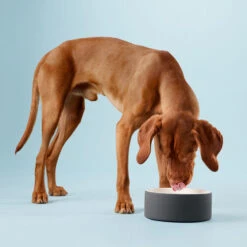 PAIKKA Cool Bowl 13 PAIKKA Cool Bowl -Tierfreunde Günstiges Geschäft paikka cool bowl 217839 0500 none