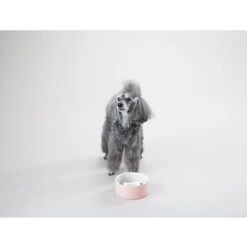 PAIKKA Slow Feed Bowl 11 PAIKKA Slow Feed Bowl -Tierfreunde Günstiges Geschäft paikka slow feed bowl 217878 0500 none