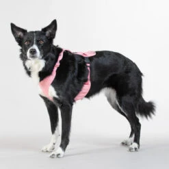 PAIKKA Visibility Harness -Tierfreunde Günstiges Geschäft paikka visibility harness 217807 0500 none
