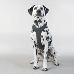 PAIKKA Visibility Harness -Tierfreunde Günstiges Geschäft paikka visibility harness 217809 0500 none