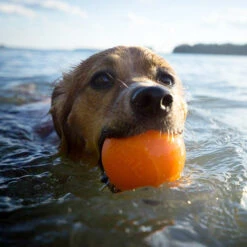 Planet Dog Orbee Tuff Squeak Ball - Orange -Tierfreunde Günstiges Geschäft planet dog orbee tuff squeak ball oranje 168510 0500 none