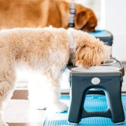 Popware Adjustable Height Pet Feeder -Tierfreunde Günstiges Geschäft popware adjustable height pet feeder 164587 0500 none