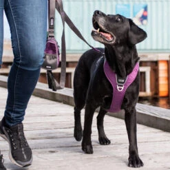 DOG Copenhagen Comfort Walk Pro Geschirr -Tierfreunde Günstiges Geschäft prod 15938 220297 0500 none