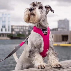 DOG Copenhagen Comfort Walk Pro Geschirr -Tierfreunde Günstiges Geschäft prod 15938 220300 0500 none