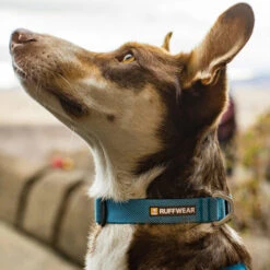 Ruffwear Hi & Light Halsband -Tierfreunde Günstiges Geschäft ruffwear hi light collar 194264 0500 none