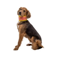 Ruffwear Swamp Cooler Neck Gaiter -Tierfreunde Günstiges Geschäft ruffwear swamp cooler neck gaiter 196817 0500 none