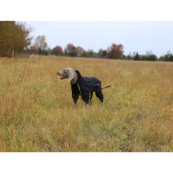 RukkaPets Protect Overall -Tierfreunde Günstiges Geschäft rukkapets protect overall zwart 216401 0500 none